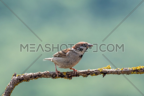 Eurasian tree sparrow (Passer montanus) is a passerine bird in the sparrow family with a rich chestnut crown and nape and black patch on each pure white cheek