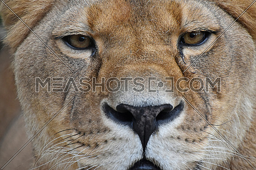 Face to face, extreme close up portrait of beautiful mature female African lioness looking at camera
