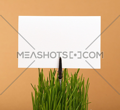 Fresh spring green grass with white paper card sign copy space, close up over brown kraft paper parchment background, low angle side view