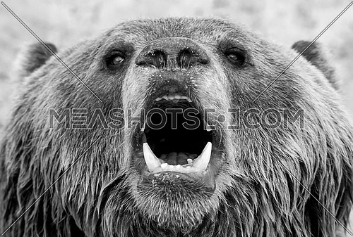 a close up on a bear's face