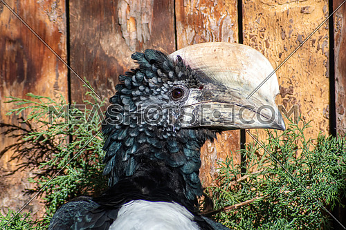 Silvery-cheeked hornbill (Bycanistes brevis) from a side view, tropical bird species from Africa