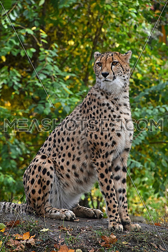 Close up full portrait of cheetah (Acinonyx jubatus) sitting among green trees and looking at camera, low angle view