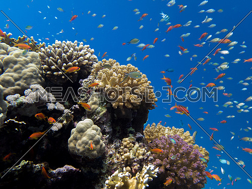 Coral reef in clear blue sea