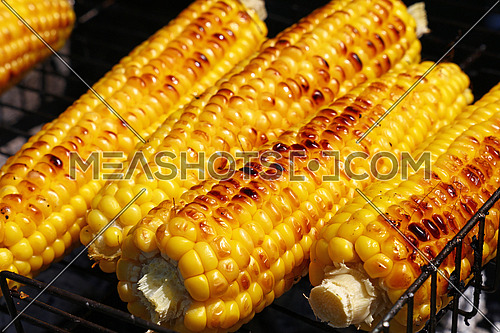 Cooking several fresh yellow brown golden corn cobs on open air barbecue grill, close up