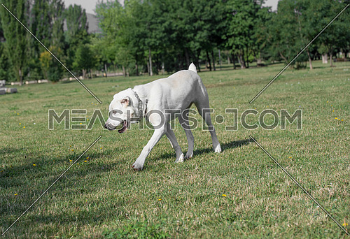 Central Asian Shepherd Dog. Alabai - An Ancient Breed From The Regions Of Central Asia