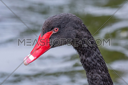Gorgeous black swan with a red beak swimming in a pond.