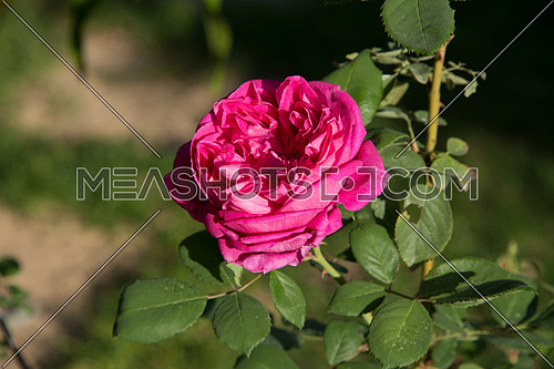 a pink flower in a garden