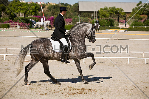 Andujar, Jaen procince, SPAIN - 13 september 2009: Spanish horse of pure race taking part during an exercise of equestrian morphology in Andujar, Jaen province, Andalusia, Spain
