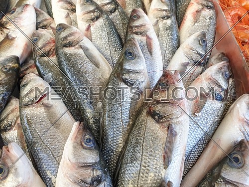 Many sea bass fish on ice for sale, Fish local market stall with fresh seafood,view from top.