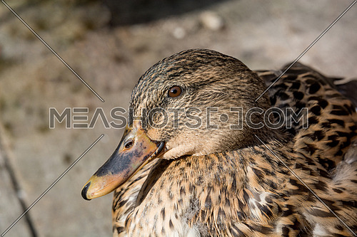 Birds and animals in wildlife. Close up of a Mallard Duck. Female Mallard Ducks at the Lake