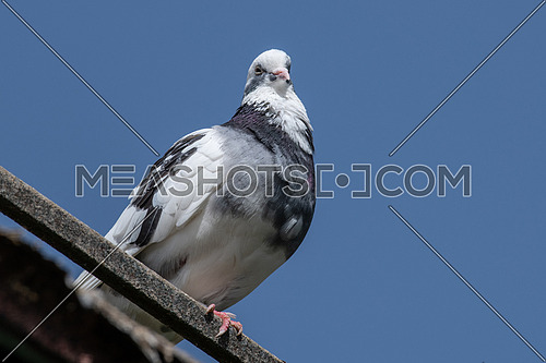 The large bird genus Columba comprises a group of medium to large stout-bodied pigeons, often referred to as the typical pigeons