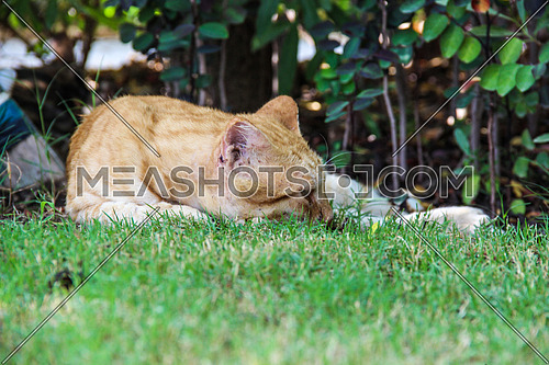 A cat resting in a garden outdoors