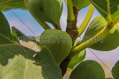 A green fig fruit on a tree
