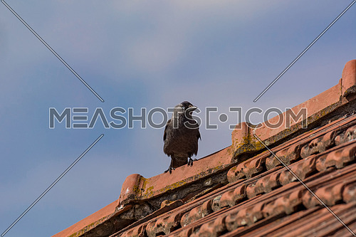 European Jackdaw (Coloeus monedula) standing on a roof