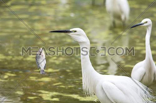 in frame two Little egrets and a fish jumping out of the water