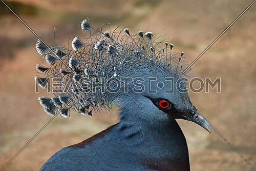 Close up side profile portrait of blue Victoria crowned pigeon (Goura), high angle view