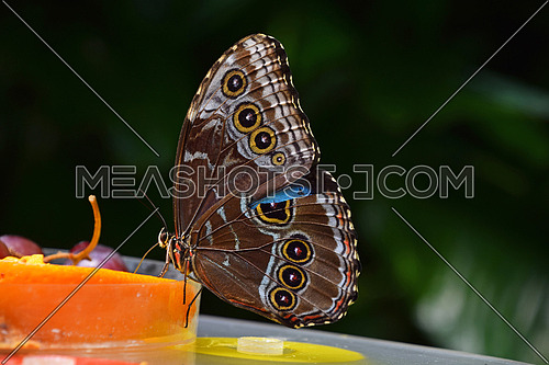 Close up of beautiful brown and blue tropical butterfly eating fruits, low angle side view