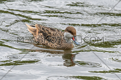 White-cheeked pintail (Anas bahamensis), also known as the Bahama pintail.