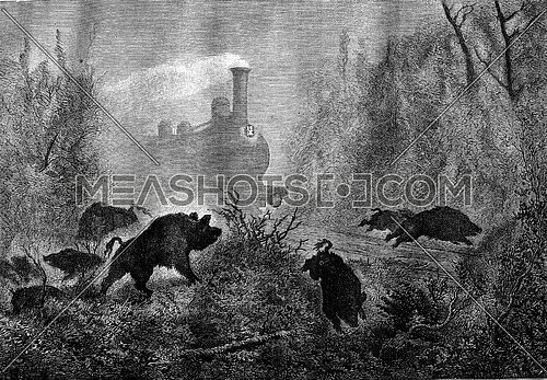 Boars, A panic, vintage engraved illustration. Magasin Pittoresque 1878.