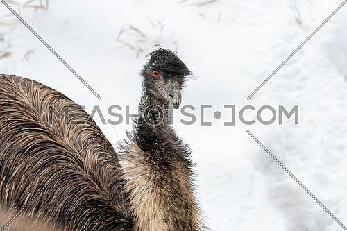 Common Emu (Dromaius novaehollandiae) is the second-largest living bird by height, after its ratite relative, the ostrich