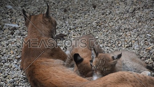 Mother Eurasian lynx nursing breastfeeding two young baby kittens, close up, high angle view