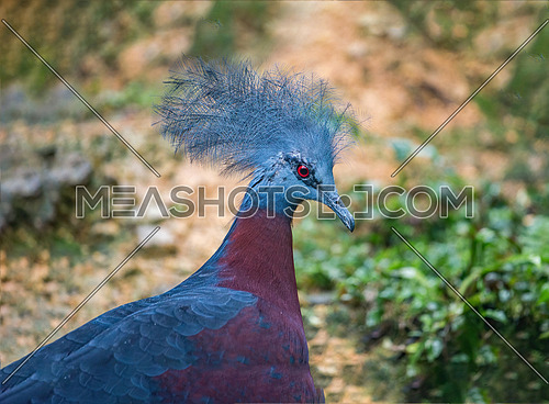 The Victoria crowned pigeon is a large, bluish-grey pigeon with elegant blue lace-like crests, maroon breast, and red irises. It is part of a genus of three unique, very large, ground-dwelling pigeons native to the New Guinea region.