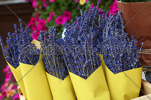 Close up bouquets of dried lavender flowers wrapped in yellow paper at retail display of flower shop