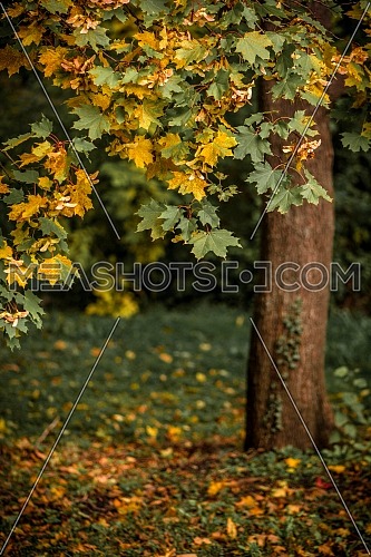 Autumn landscape with orange autumn oak tree in the field.Autumn nature in sunlight