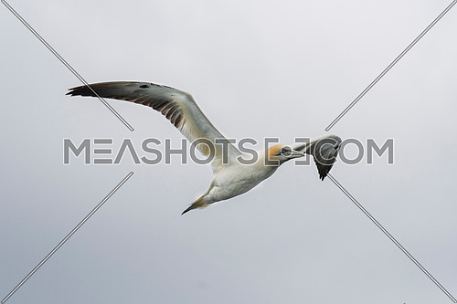 Northern gannet (Morus bassanus) in flight against ocean background.Wild life animals