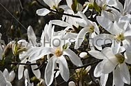 Splendid blossom of white magnolia flowers tremble in the wind over background of trees and blue sky, side view, close up, Full HD 1080