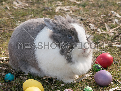 Dutch bunny near the multicolor Easter eggs