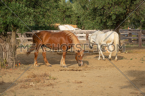 Two horses In a corral at the ranch