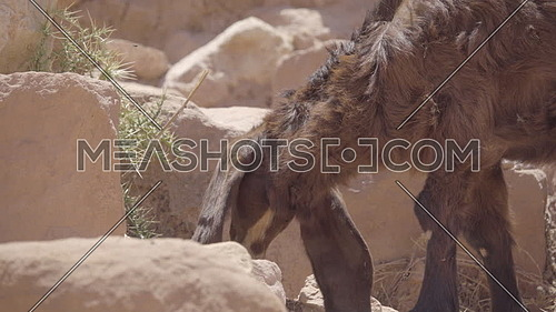 View as goat nibbles on plants in Petra Jordan