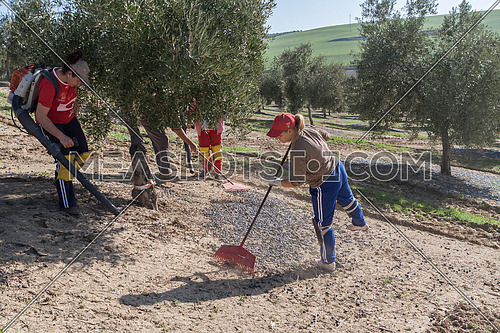 Jaen, Spain - yanuary 2008, 23: Farmer during the campaign of olive in a field of olive trees, farmer accumulating olives with a rake, take in Jaen, Spain