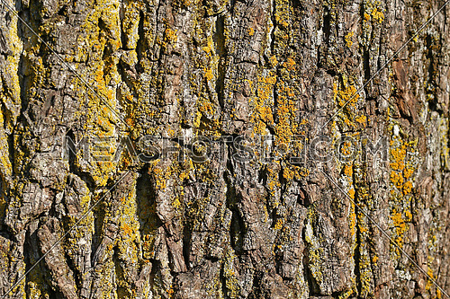 Tree bark and moss background