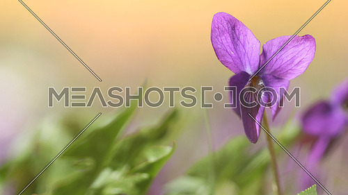 Purple iris pastel soft colors Spring background