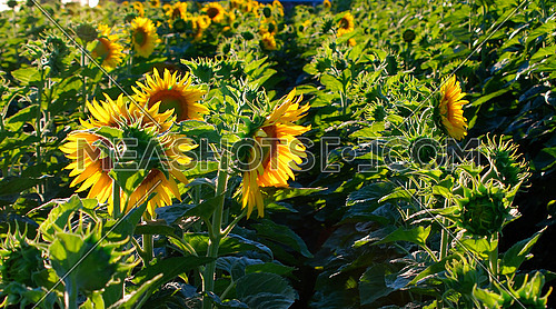 sunflowers field   (NIKON D80; 6.7.2007; 1/320 at f/7.1; ISO 400; white balance: Auto; focal length: 50 mm)
