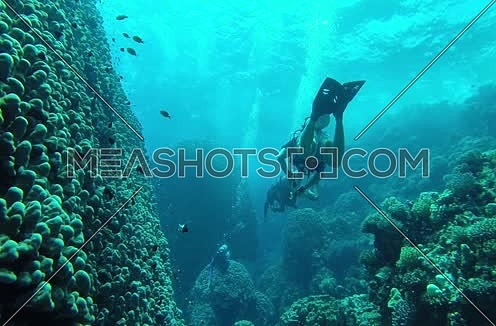 Follow shot for scuba divers and hard coral colony and a big group of fishes underwater at The Red Sea