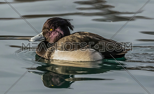 Close up portrait of Tufted Duck or Aythya fuligula