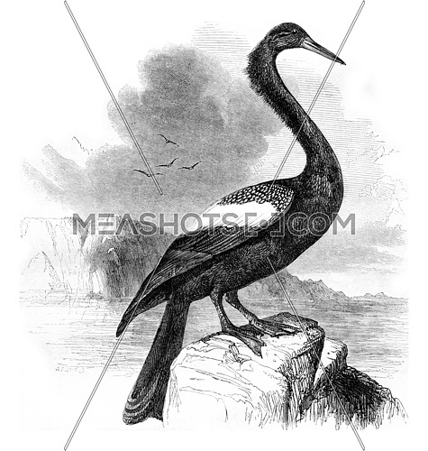 Anhinga, vintage engraved illustration. Magasin Pittoresque 1857.