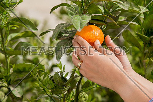 female hands holding a tangerine from the tree