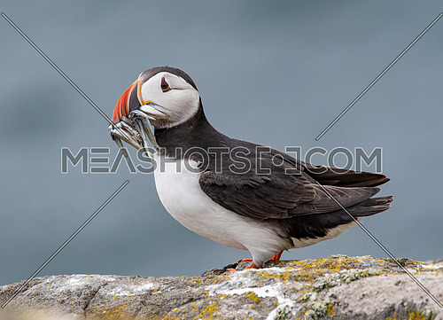 Close up of an Atlantic puffin (Fratercula arctica)  with mouth full of sand eels