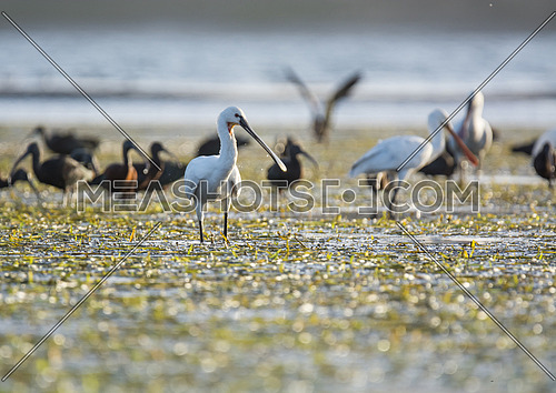 a group of Eurasian spoonbill birds by the water