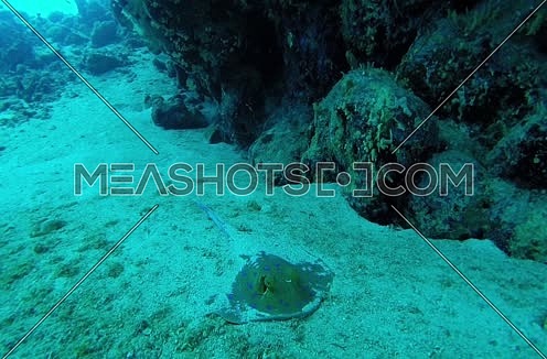  Follow Shot for bluedotted stingray fish and coral colony underwater at Red Sea
