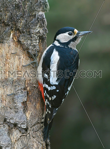Great spotted woodpecker (Dendrocopos major) perching on beech trunk