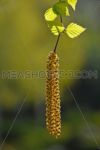 Branch of hanging fresh birch tree buds and new leaves over background of young spring green
