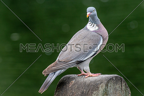 Common Wood Pigeon (Columba palumbus) Wildlife animal