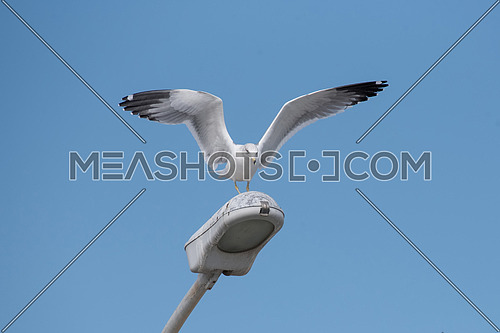 The Armenian gull (Larus armenicus) is a large gull found in the Caucasus and Middle East