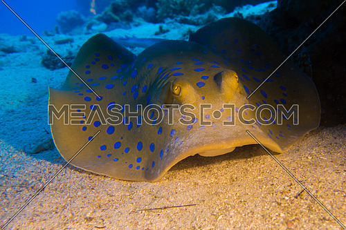 blue spotted ray on sea bed