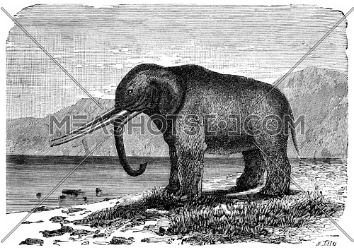 Mastodon. Precursor of the elephant. Miocene period, vintage engraved illustration. Earth before man â 1886.